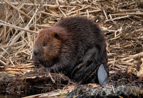 January Meeting Presentation - The Canadian Beaver
